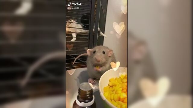 Подборка видео с крысами из тиктока