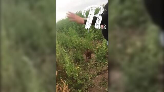 Эротический фотосет в конопле