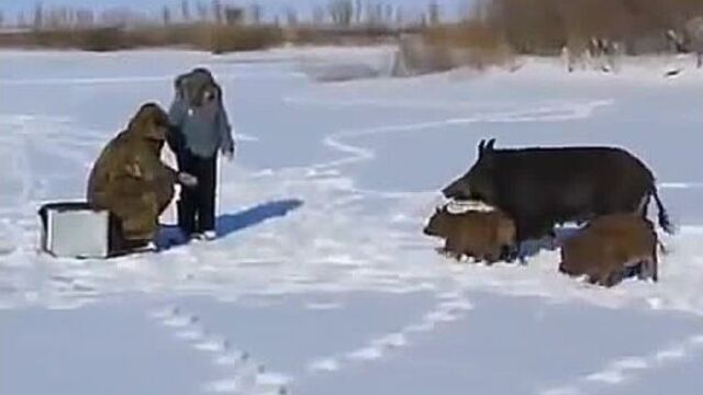 Кабаниха с выводком пришла к рыбакам