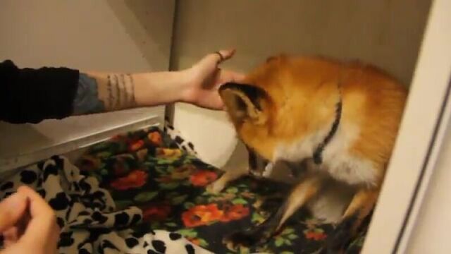 Милая агрессия лисы (vhs video)