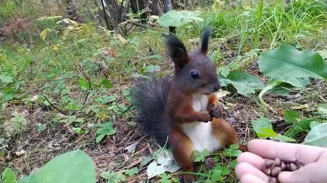 Squirrel freezes after feeding on fresh snacks -- viralhog