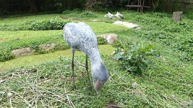 A humble chat with a shoebill. (balaeniceps rex).mp4