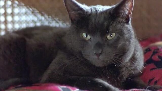 Heather graham sex scene in killing me softly