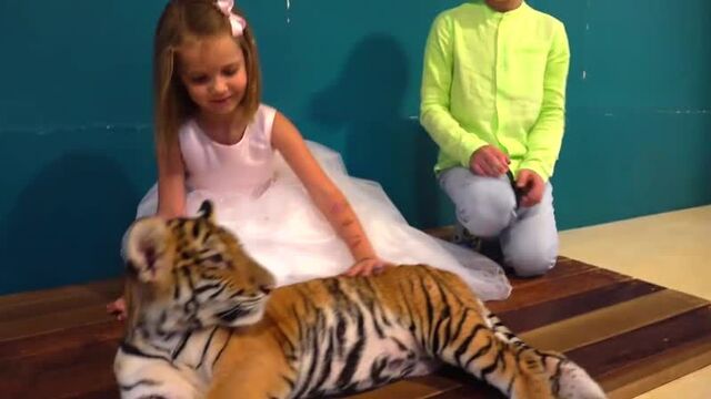 Мистер макс поздравляет. игрушки мисс кейти. бриллианты с тиграми на 4 года мисс кэти (новое видео, 2019) - детский канал ютуб