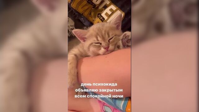 Callmydd - instagram: «психокид» - домашний питомец никиты (2022.04.13)