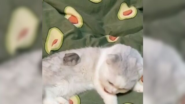 Том и джери в наше время