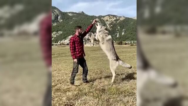 Волченок вырос