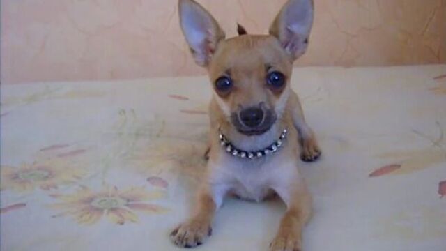 Злой чихуахуа)