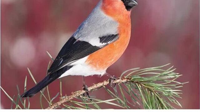 Карточки домана - птицы картинки для детей, развивающее видео для малышей