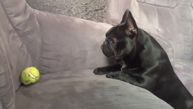 Смешные собаки, неуклюжие собаки=) позитивное видео)