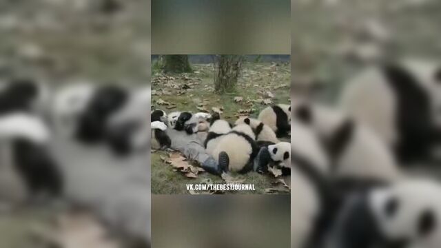 Обниматель панд