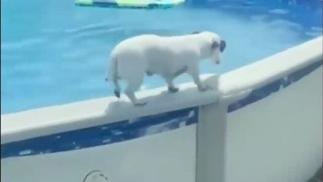 Выход из бассейна для братьев меньших