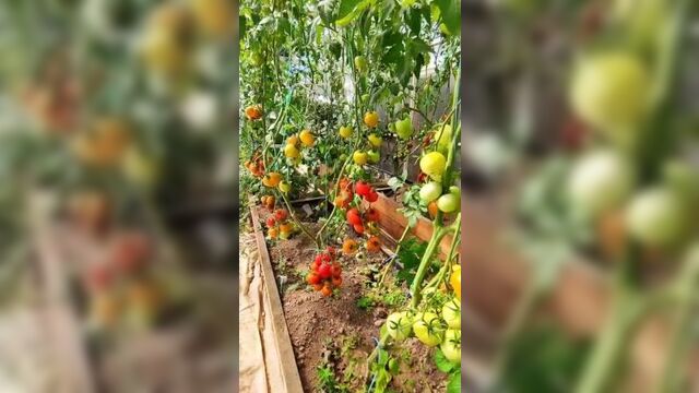 Томаты f1 благовест, верлиока плюс, лев толстой от агрофирмы гавриш я сажал семенами, и они активно уже начали созревать 