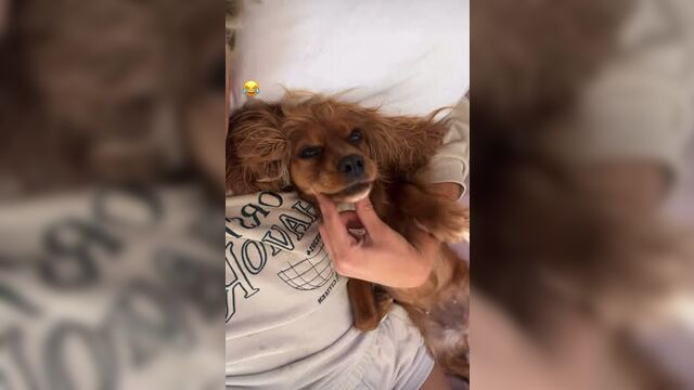 Video by melisa döngel › мелиса донгель