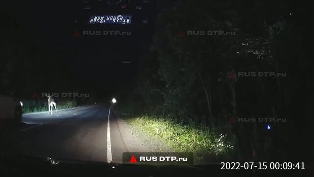 Лось выбежал на дорогу - rusdtp.ru