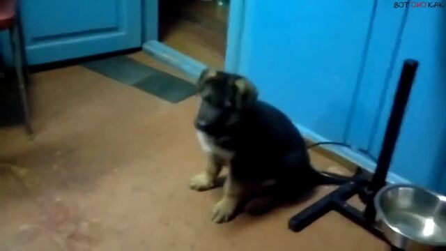 Скажи мама (вок)