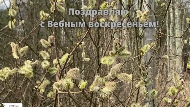 Видео открытки вербное воскресенье 8393.ru