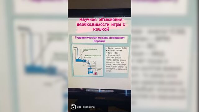 Научное объяснение необходимости игр с кошкой