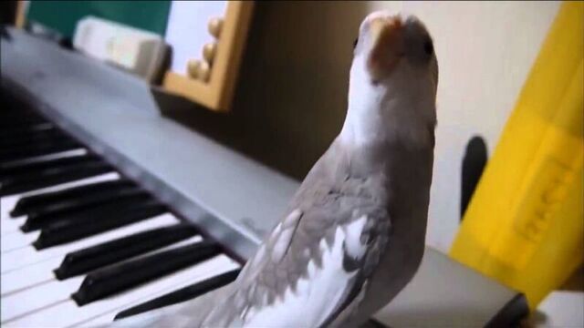 Попугай корелла поет