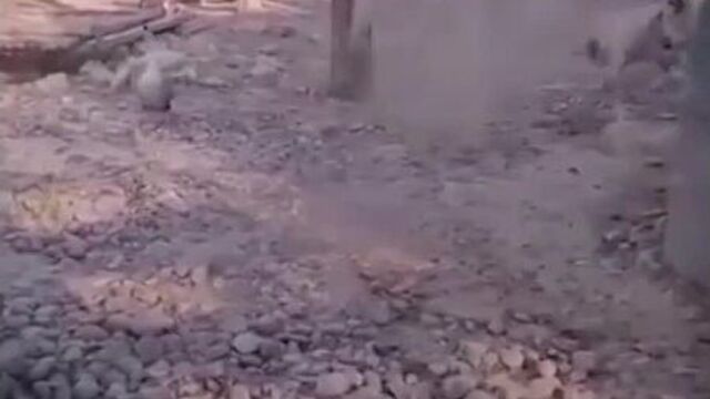 Моя квартира - так вот он какой - настоящий царь зверей