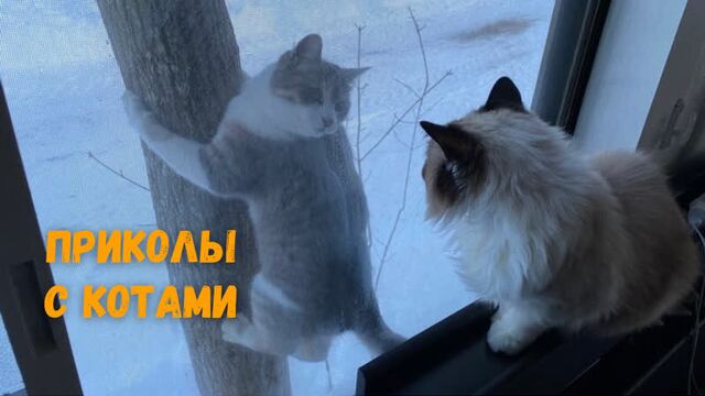 Смешные коты и котики 3 приколы с котами