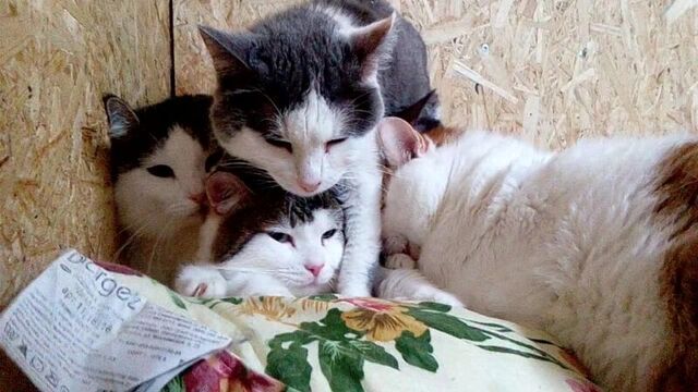 Лелик,болик и другие 07.04.18