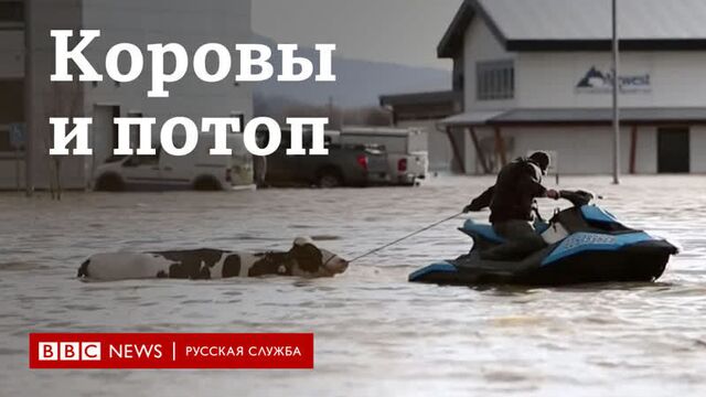 Коровы и потоп в канаде