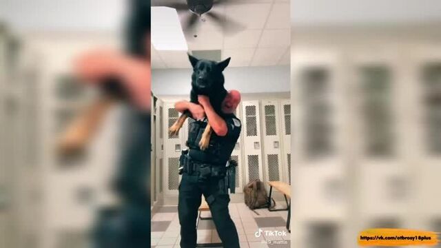 Годный тик-ток - коп и его песик