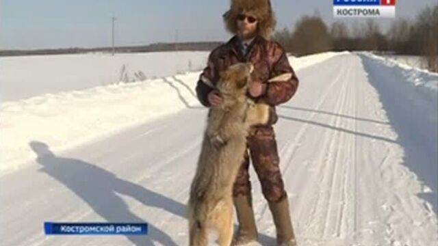 Домашний волк ...