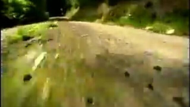 Букашки. безумные гонки.