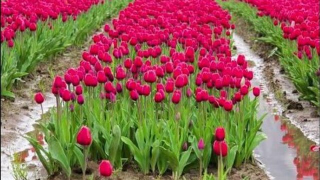 Из калужской области отправили около миллиона цветов