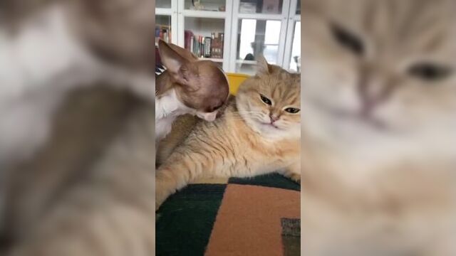 Видео_от_коська_прикольные_и_милые_котики_2022_08_09t201120_096