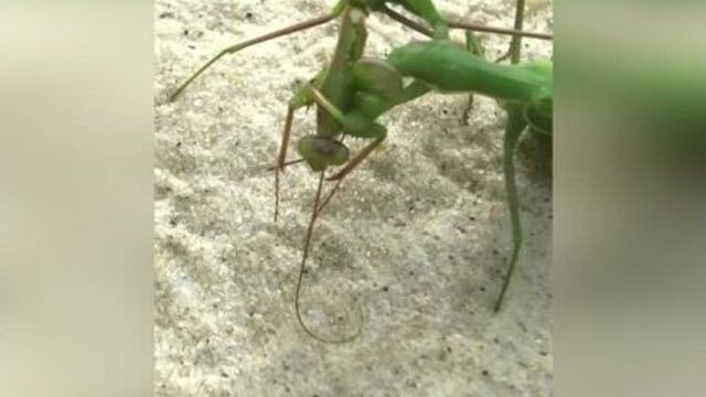 Почему самка богомола съедает самца