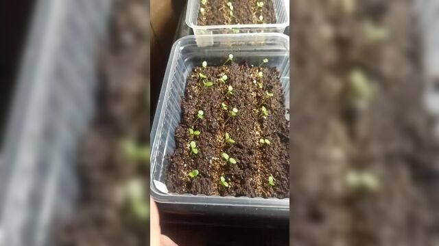 Виола ампельная кул вейв 13.01.2023