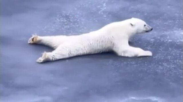 Белый медведь на льду