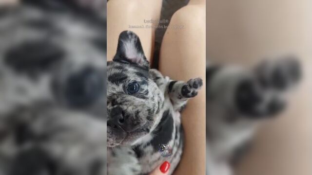 Французский бульдог мерле