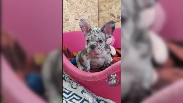 Французский бульдог мерле мальчик
