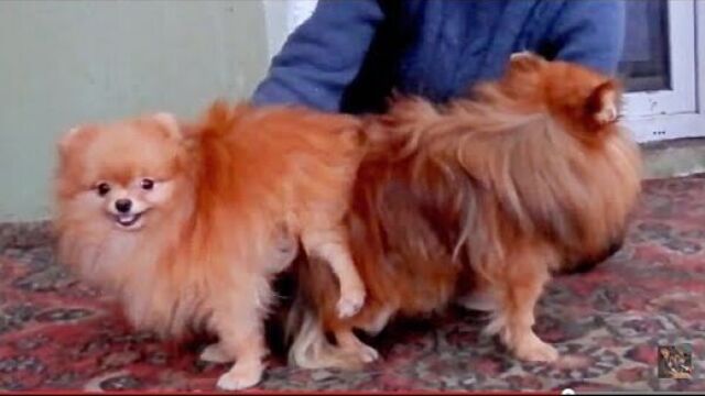 Funny mating dogs. mating dogs up close कुत्ता संभोग।. التزاوج الكلاب. вязка собак.