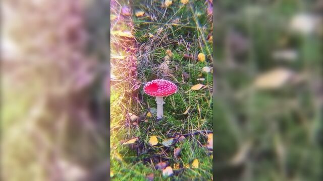 Gustav schäfer instagram stories (18.10.2020)